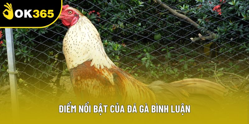 Điểm nổi bật của đá gà bình luận