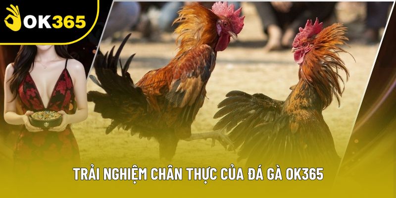 Trải nghiệm chân thực của đá gà OK365